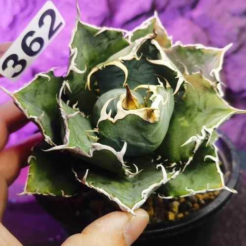 0613- ---------Ariocarpus /Astrophytum - Imagen 2 de 5