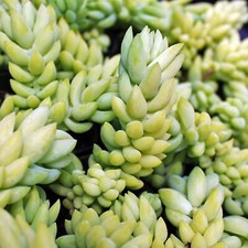 Sedum Burrito Houseplant in 12cm Pot - Real Donkey Tail