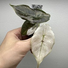 Alocasia Azlanii Variegata albo pink - Very rare variegated Plant 03AAV28