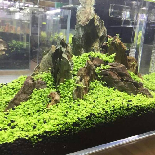 Aquarium Plant Seeds Fish Tank Aquatic Water Grass Foreground Easy Plants Decor~ - Picture 7 of 17