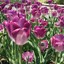 purplepetalthreads