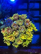 CE- WYSIWYG Sunrise Rainbow Goni Frag - Live Coral Frag LPS SPS #RZB3