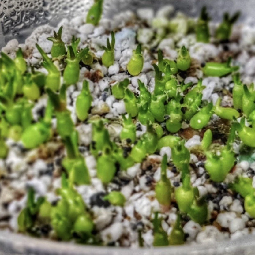 (10) Pack SEMILLAS Ariocarpus Fi55ur4tus VENDEDOR DE EE. UU. Foto 2 de 3