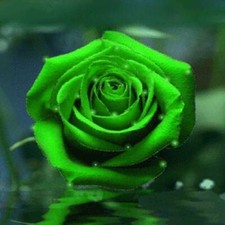 100Pcs Bright Green Rose Rose Bush 20 or 100 Seeds Rare
