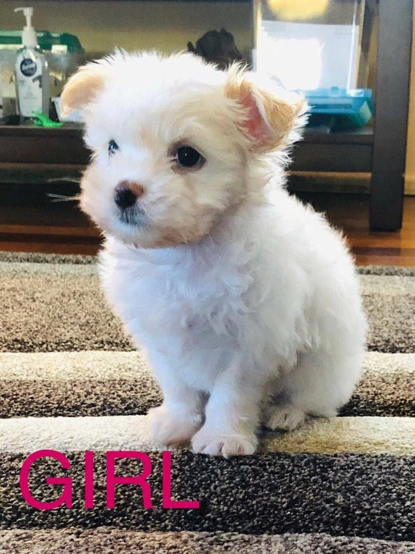 gumtree dogs north east