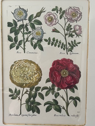 ROSA CINNAMCA etc, by de BRY , Trowbridge Frames - Picture 5 of 6