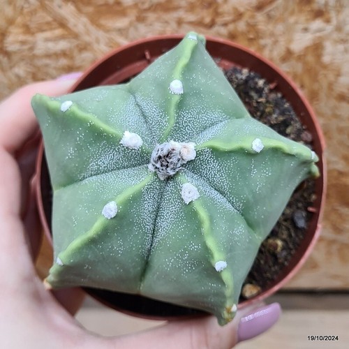 Astrophytum myriostigma pentacostatum Vaso 10 cm Cod.1910-22 - Foto 3 di 3