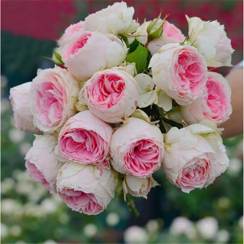 20 ROSE FLOWER SEEDS rare exotic plant garden for bud stratification/germination - Picture 27 of 35