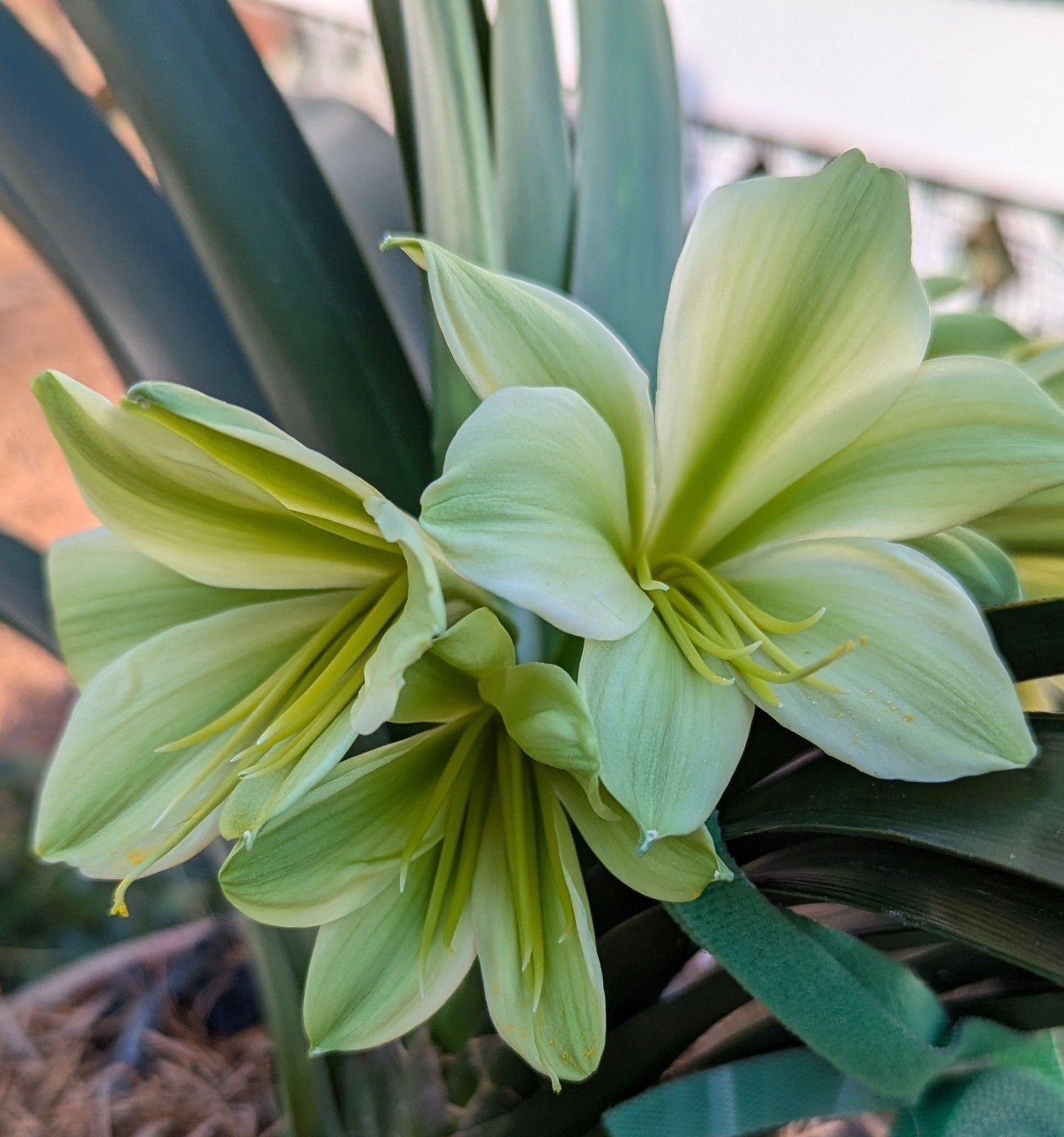 One  Clivia Miniata Seedling plant, Hirao Green Cross, Green Flowers Expected
