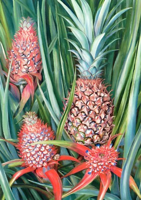 Wild Pineapple in Flower, Borneo, 1876, by Marianne North (1830-1890)  --POSTCARD | eBay