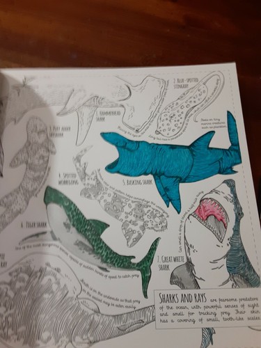 Field Guide: Creatures Great and Small: 35 prints to color Wide Eyed - Imagen 4 de 12