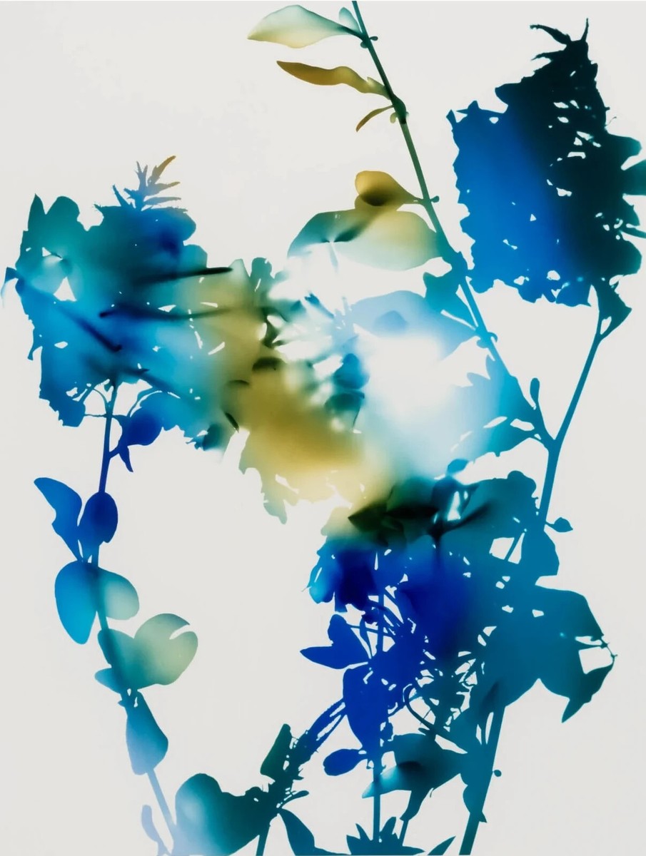 ジェームス・ウェリング 写真集　JAMES WELLING FLOWERS JAMES WELLING 'Flowers #10B' 2006 SIGNED Color Photograph Limited