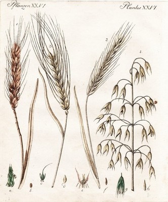 Getreide Weizen cereal wheat Roggen rye Hafer oat barley Gerste Bertuch 1795