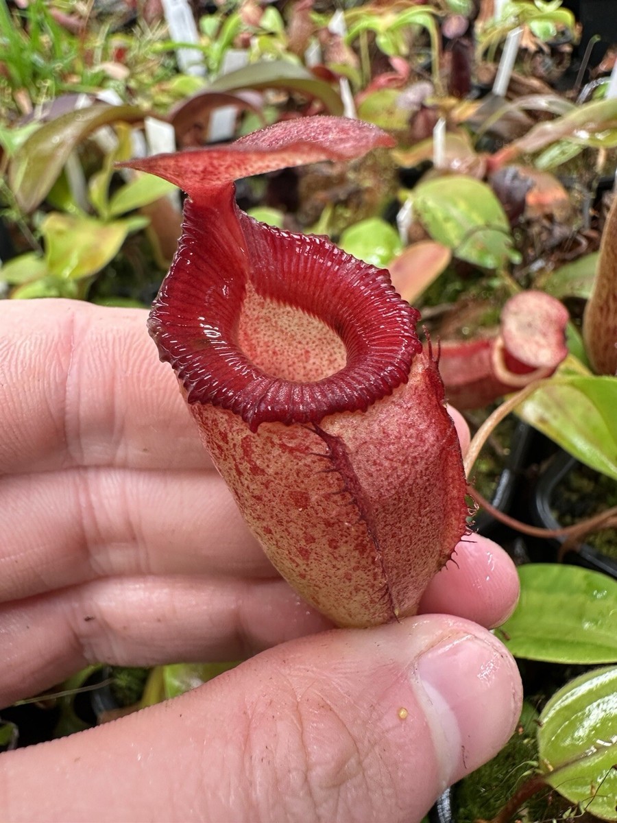 Nepenthes rajah x flava, New And Very Beautiful! Exact Plant | eBay UK