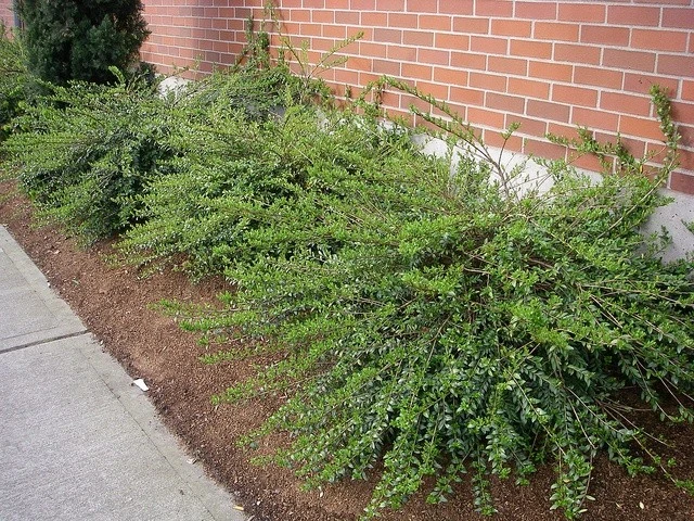 Chinesische Böschungsmyrte 20-30 cm im Container - Bild 2 von 4