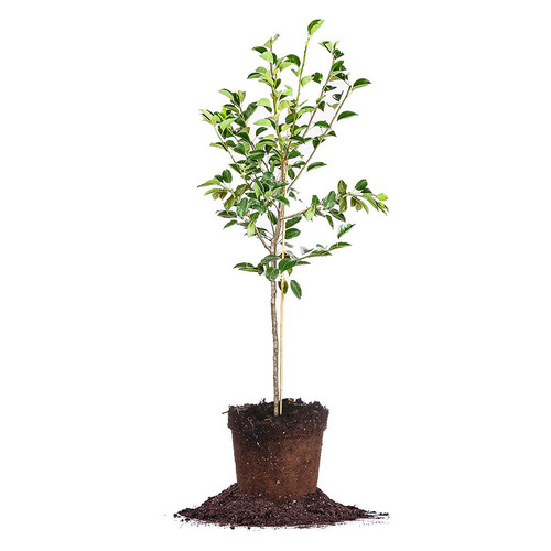 Hood PEAR Tree - Size: 5-6 ft, Live Plant, Includes Special Blend Fertilizer ...