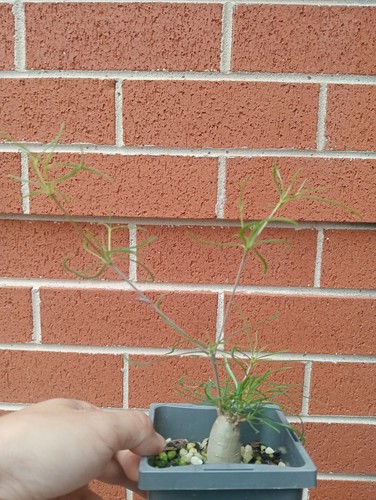 LSN. Euphorbia hedyotoides - Picture 2 of 3