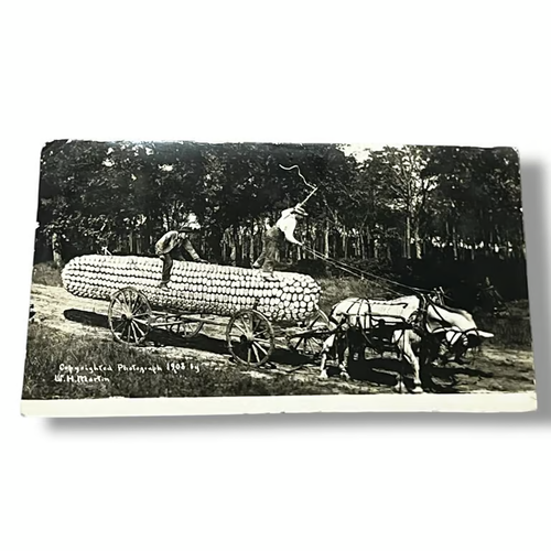 Postal RPPC Humor de maíz exagerado c1908 WH Martin D560 - Imagen 1 de 2