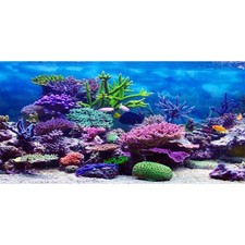 AWERT 72x24 inches Vinyl Underwater Theme Aquarium Background Colorful Coral ...