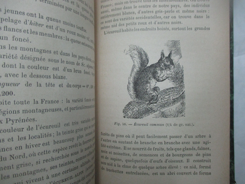 Trouessart "Histoire Naturelle de la France 2è Partie Mammifères" / Deyrolle - Picture 4 of 7