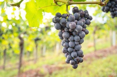 Pinot Noir Grapes 300+ Seedss (Vitis vinifera) Fresh Seedss
