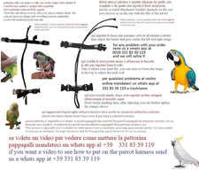 Pettorina Con Catena Per Pappagalli - Acciaio Inox Per Addestramento Uccelli