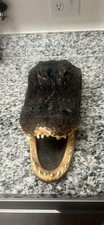 preserved taxidermy alligator head, often used as a home decor piece