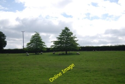 Photo 6x4 Sheep grazing under two trees Etchingham  c2013