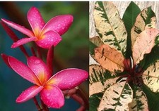 Red Blooming Variegated Leaf Plumeria rubra Frangipani Plant - ROOTED  GRAFTED