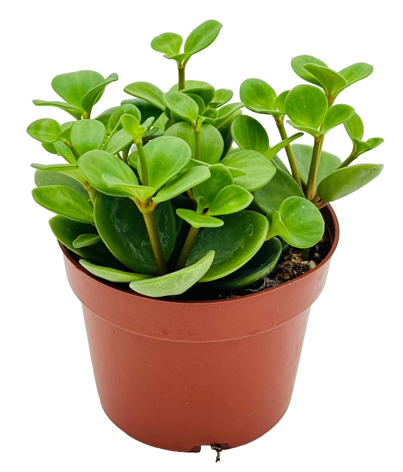 Clay Medium Watering Plants, Seeds & Bulbs