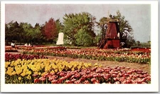 Tulip Time, Beautiful Sea of Color & Windmill, Holland, Michigan - Postcard