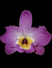 Dendrobium Bridal Red 'Celebration' Nobile Type Den. 4  Orchid Plant