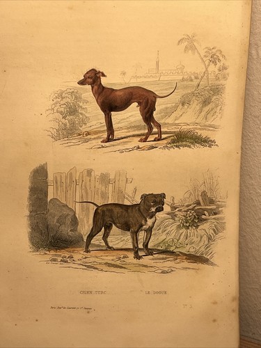 Cane 1856 antica illustrazione colorata a mano animali acquerelli incisione s... - Foto 4 di 11