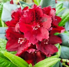 Rhododendron Edith Hachmann - 5Ltr Pot Large XXL Premium Flowering Red Evergreen