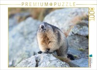 Calvendo Puzzle Alpine Marmot | 1000 Pieces, Finished Size 25.2 × 18.9 In (64 ×