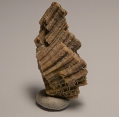 A++ Preservation on Favosites hamiltoniae Tabulate Fossil Coral. Devonian, NY