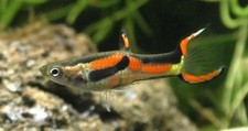 10 Pesci Tropicale Guppy endler  maschio femmina misti