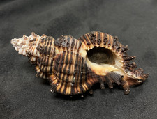 MURICIDAE Chicoreus Microphyllus 75.90mm Palawan, Philippines