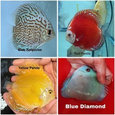 Pack of 4 Discus Fish 3.75  - 4  - Live Fish Aquarium Overnight Shipping