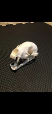 Real Raccoon Skull Taxidermy Trapping Hunting Bones Skeleton Museum Cabin Zoo