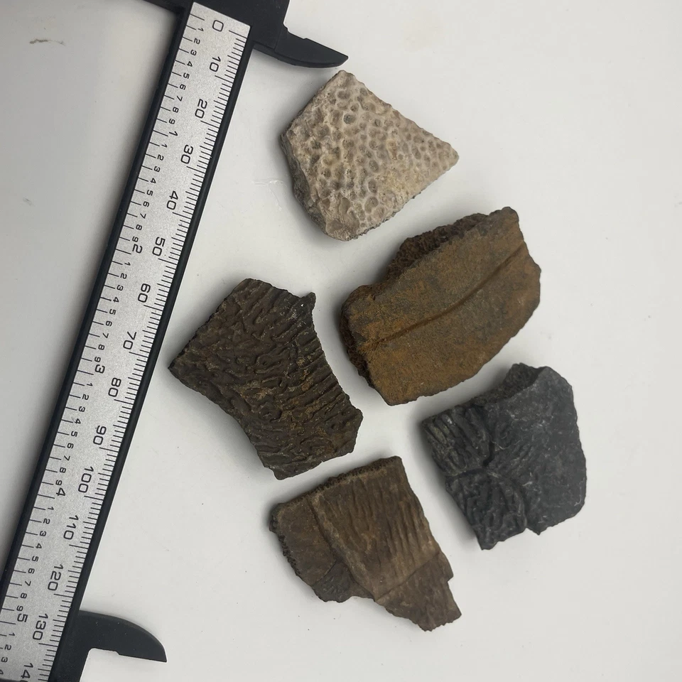 Turtle Shell Fossil Lot Ice Age Turtle Shell Fossils From Florida - Image 3 of 4