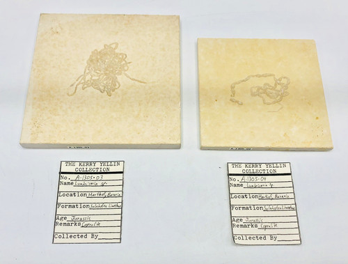 Lot Jurassic Fossil Cephalopod Lumbricaria Bavaria Coprolite Feces Dinosaur poop