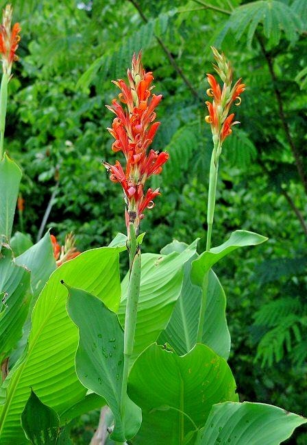 canna出品 15 CANNA COCCINEA SEEDS | eBay