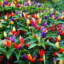 Chinese five Color Hot Pepper. 10 Seeds Free Shipping 
