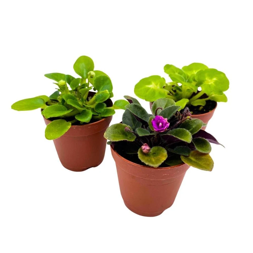 Harmony's African Violet Surtido, Juego de 3 2 pulgadas, Raro Mini Viol Saintpaulia Foto 3 de 4