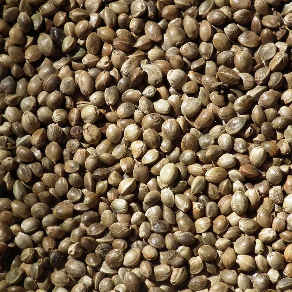 WITTE MOLEN Hanfsamen 3 kg Vogelfutter Futterhanf Angelhanf Winterfutter Hanfsaat Keimfutter