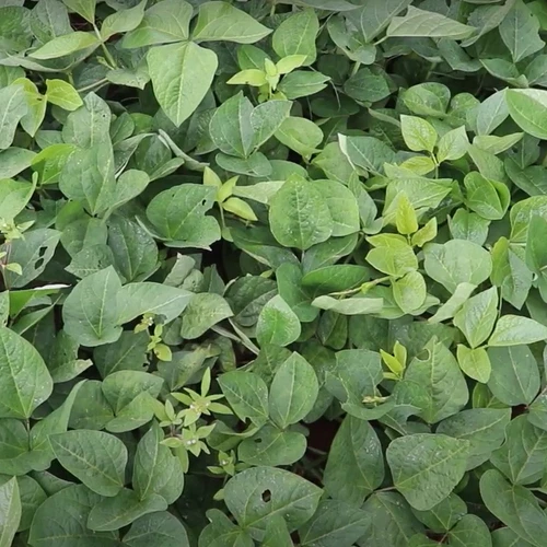 Cow Pea Seed - 10 to 200 Cowpea Seeds - Great For Poor Soils - Organic  🫘 - Picture 4 of 7