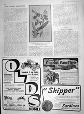 Original alter antiker Druck 1905 Cypripedium Fairrieanum Orchidee Blume Pflanze