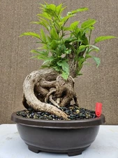 Old Tecoma Stans Bonsai Tree,,, sale 