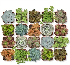 Live Succulent Plants (20 Pack) Assorted Potted Succulents Plants Live House Pla